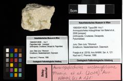 Foto (Objekt + Etiketten) von Ammopylocheles mclaughlinae (Van Bakel et al., 2008)